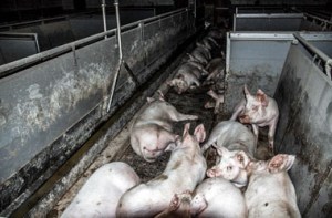 Bild: tier-im-fokus.ch (TIF) 