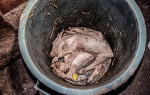 Abfall: Tote oder nicht lebensfähige Ferkel...